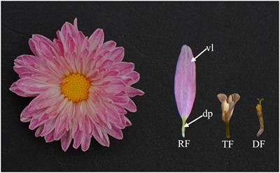 Identification and Characterization of CYC-Like Genes in Regulation of Ray Floret Development in Chrysanthemum morifolium